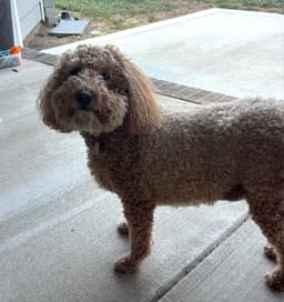 Roux image 2