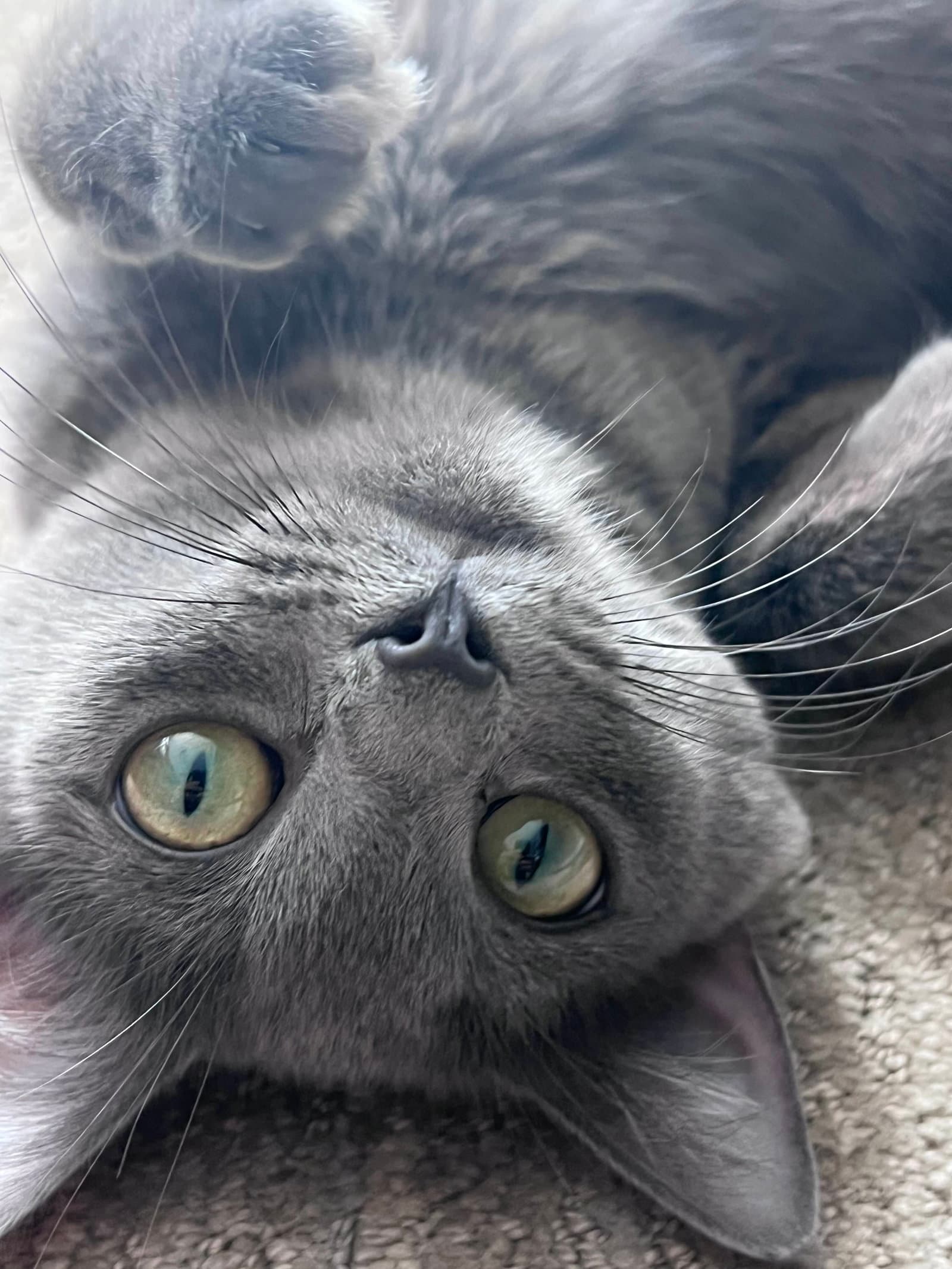 Ami - American Shorthair