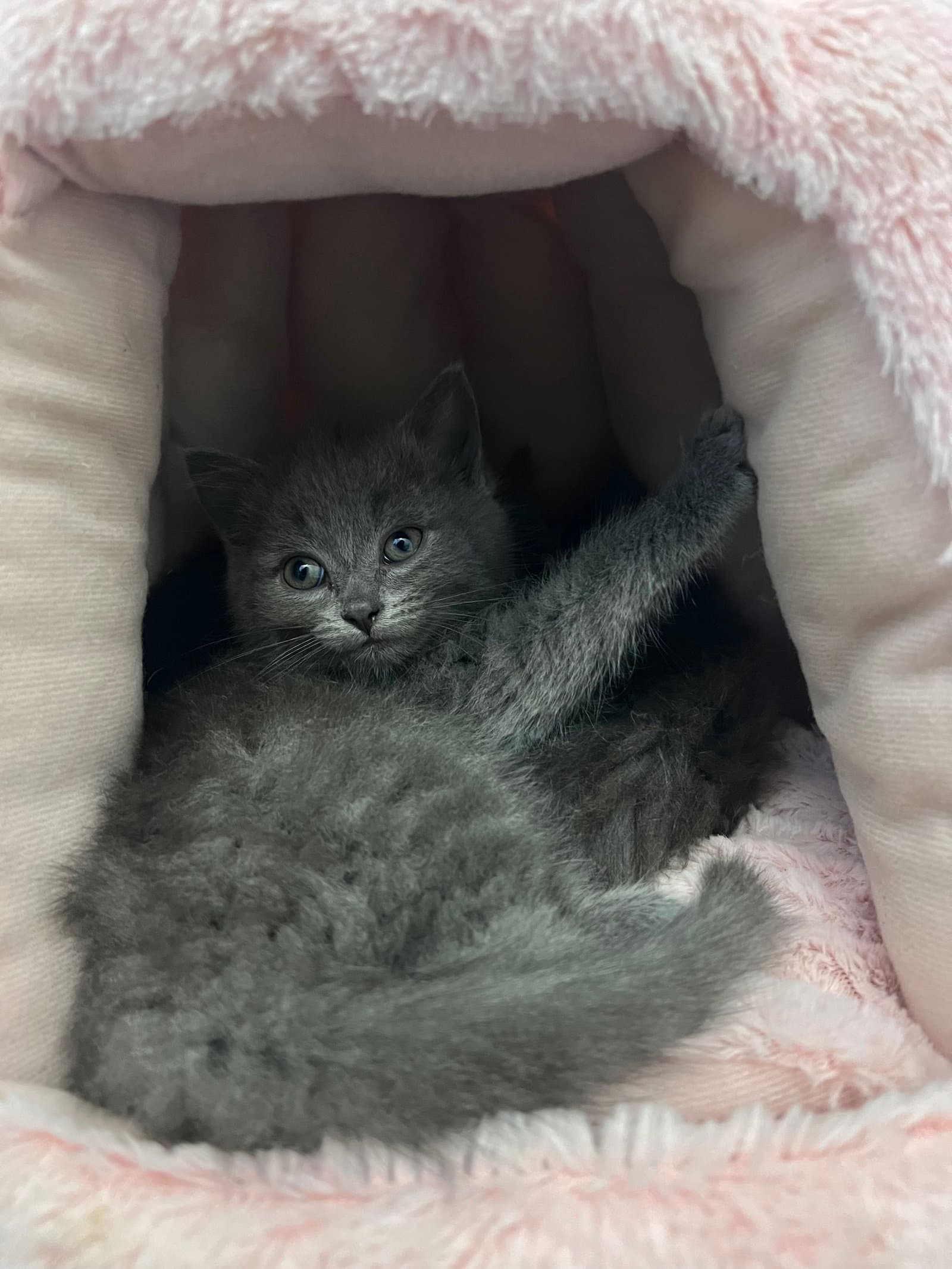 Stella - American Shorthair