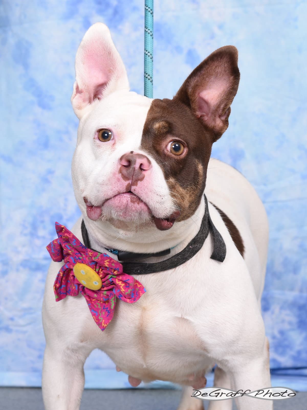 Glenda - Staffordshire Bull Terrier