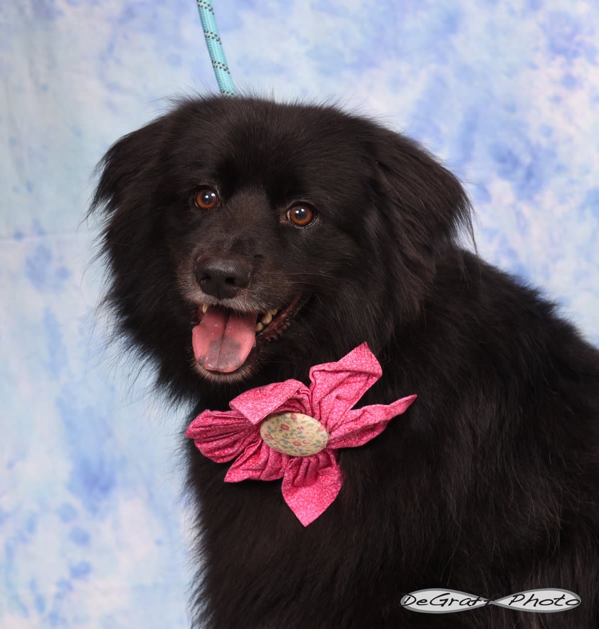 Freya - Collie