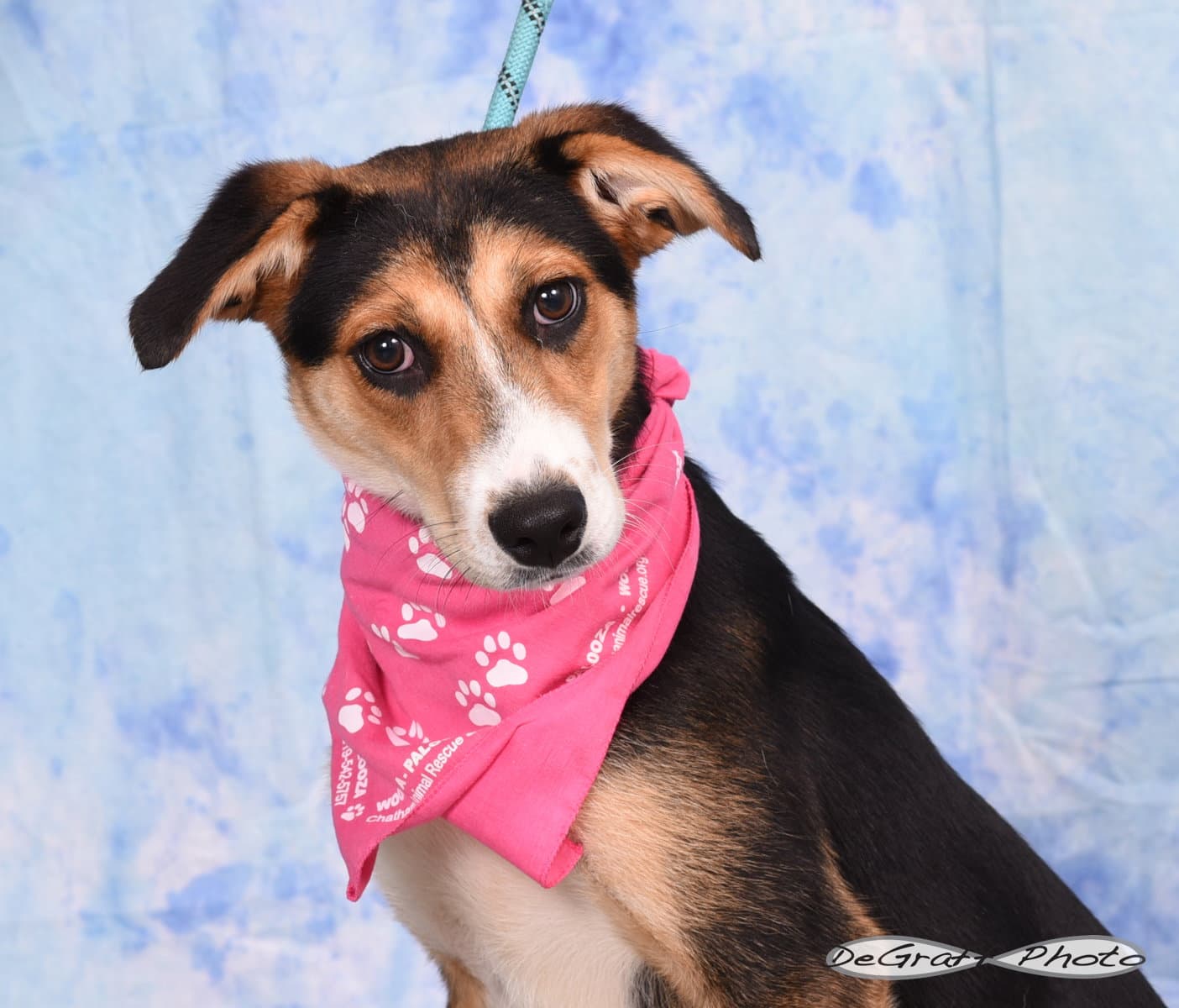 Lola - Shepherd