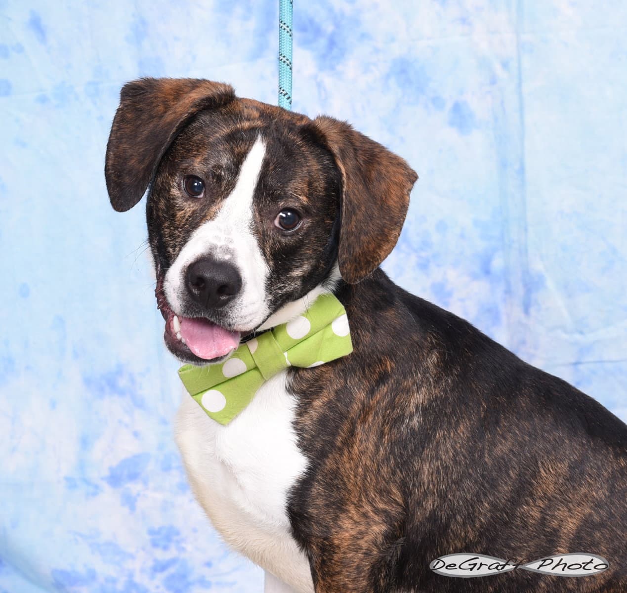 Gator - Beagle