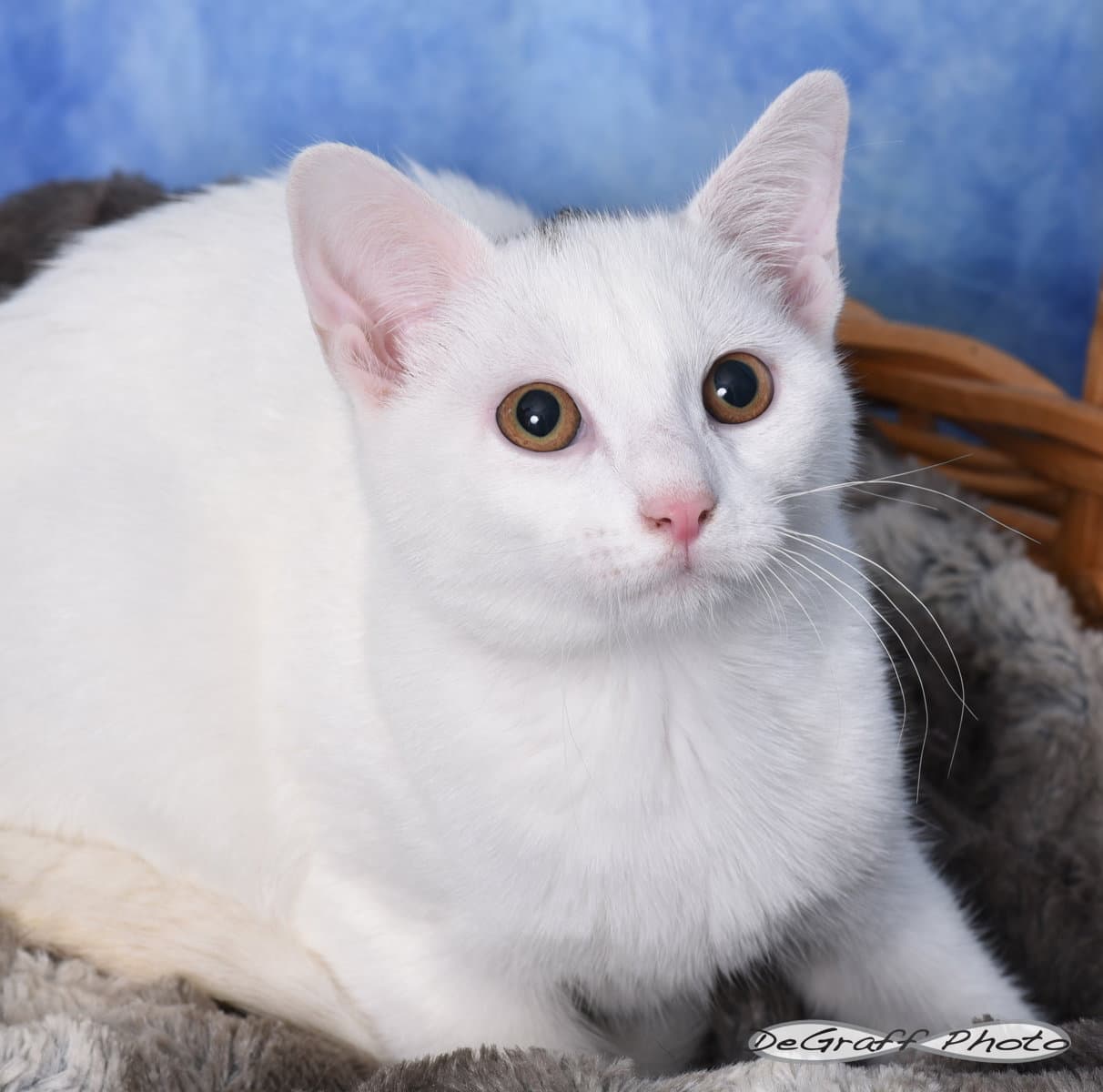 Pua - Domestic Short Hair