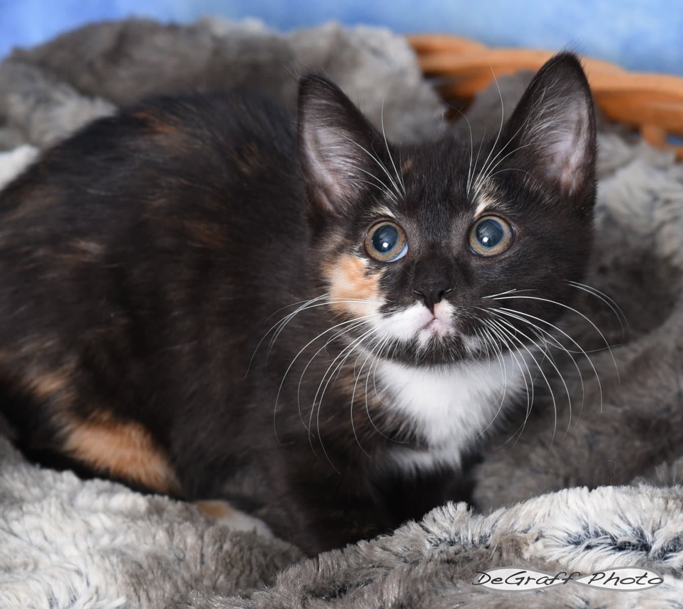 Beverly - Domestic Short Hair