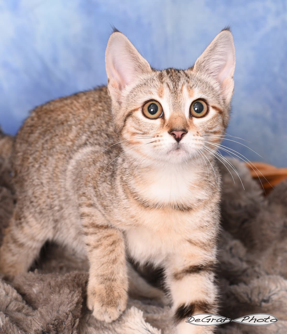 Nia - Domestic Short Hair
