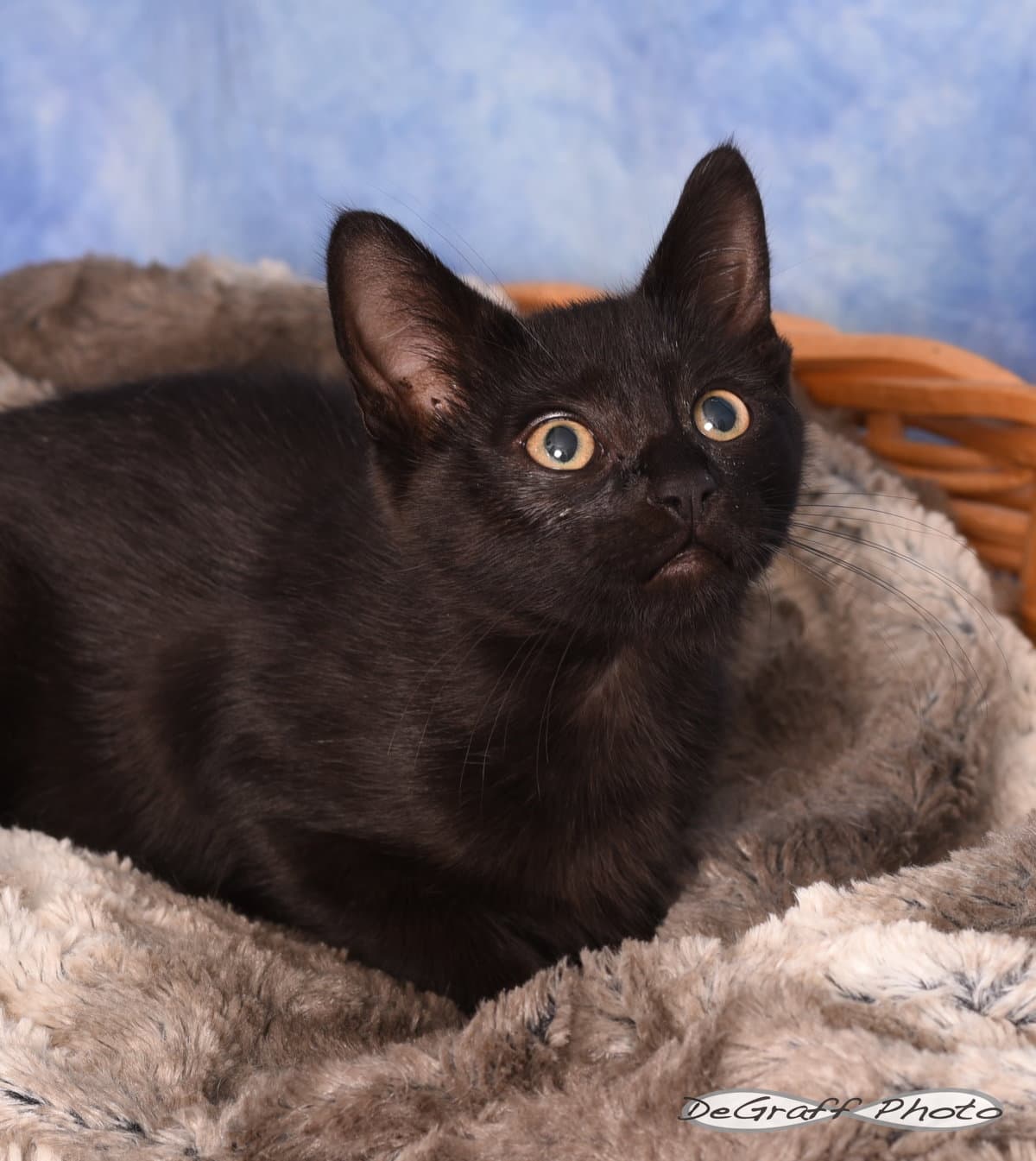 Kaiser - Domestic Short Hair