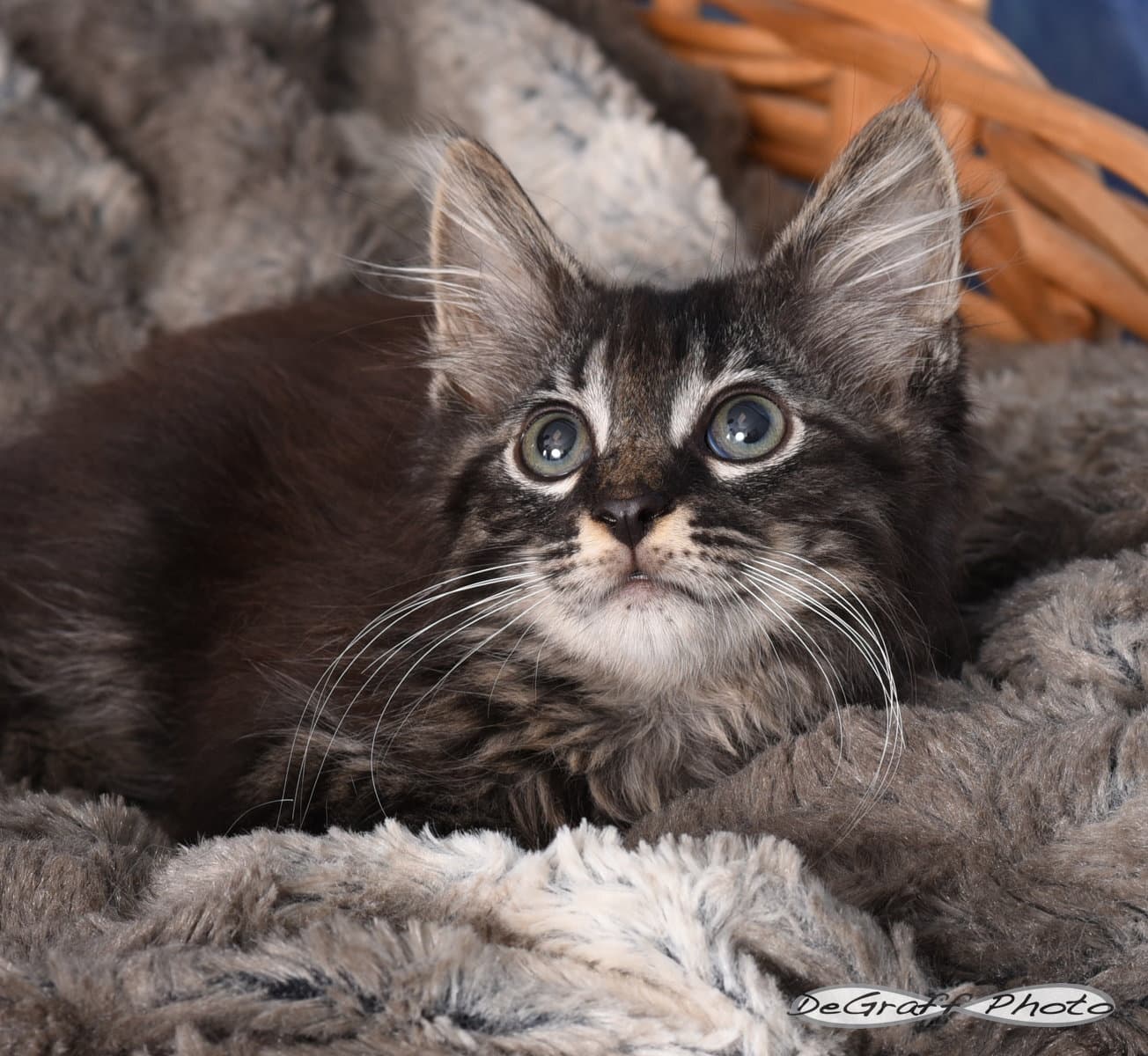 Lake - Domestic Medium Hair