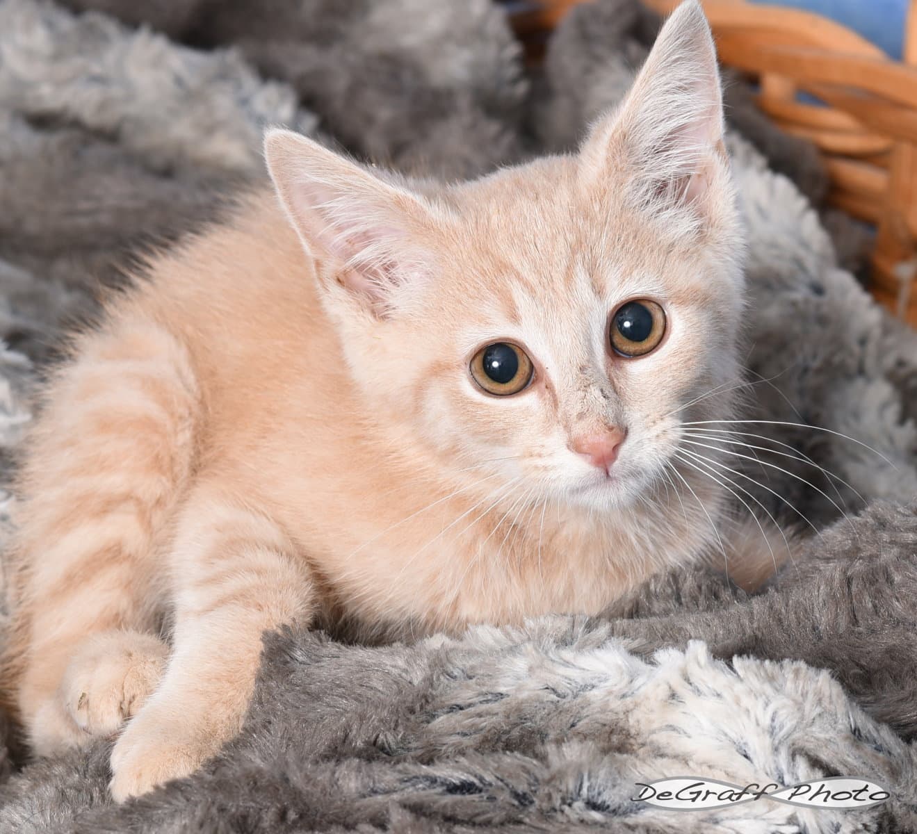 Hoagie - Domestic Short Hair
