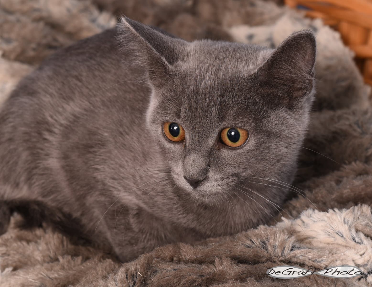 Beaker - Domestic Short Hair