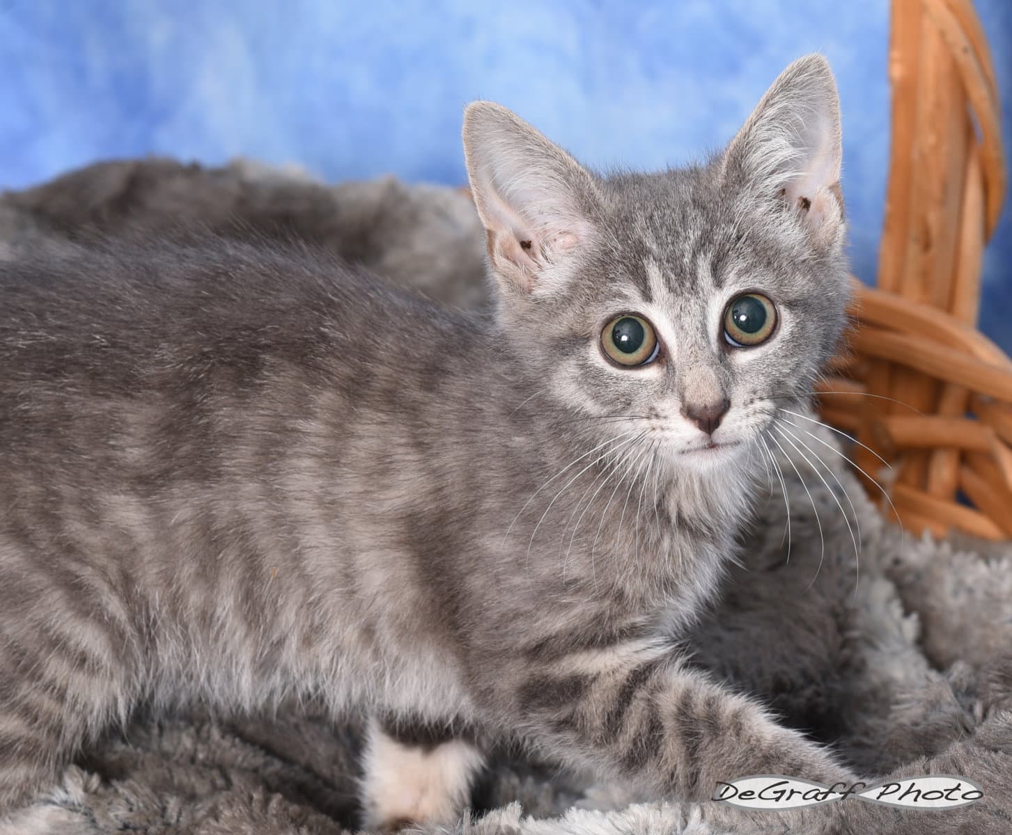 Panini - Domestic Short Hair