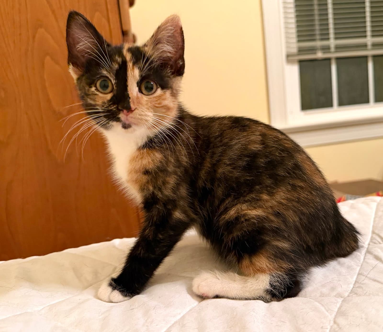 Andia - Domestic Short Hair