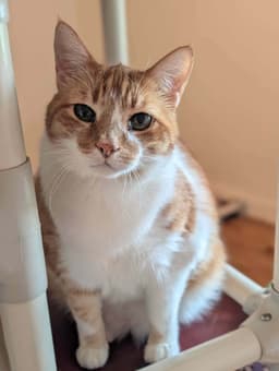 Simon image 1