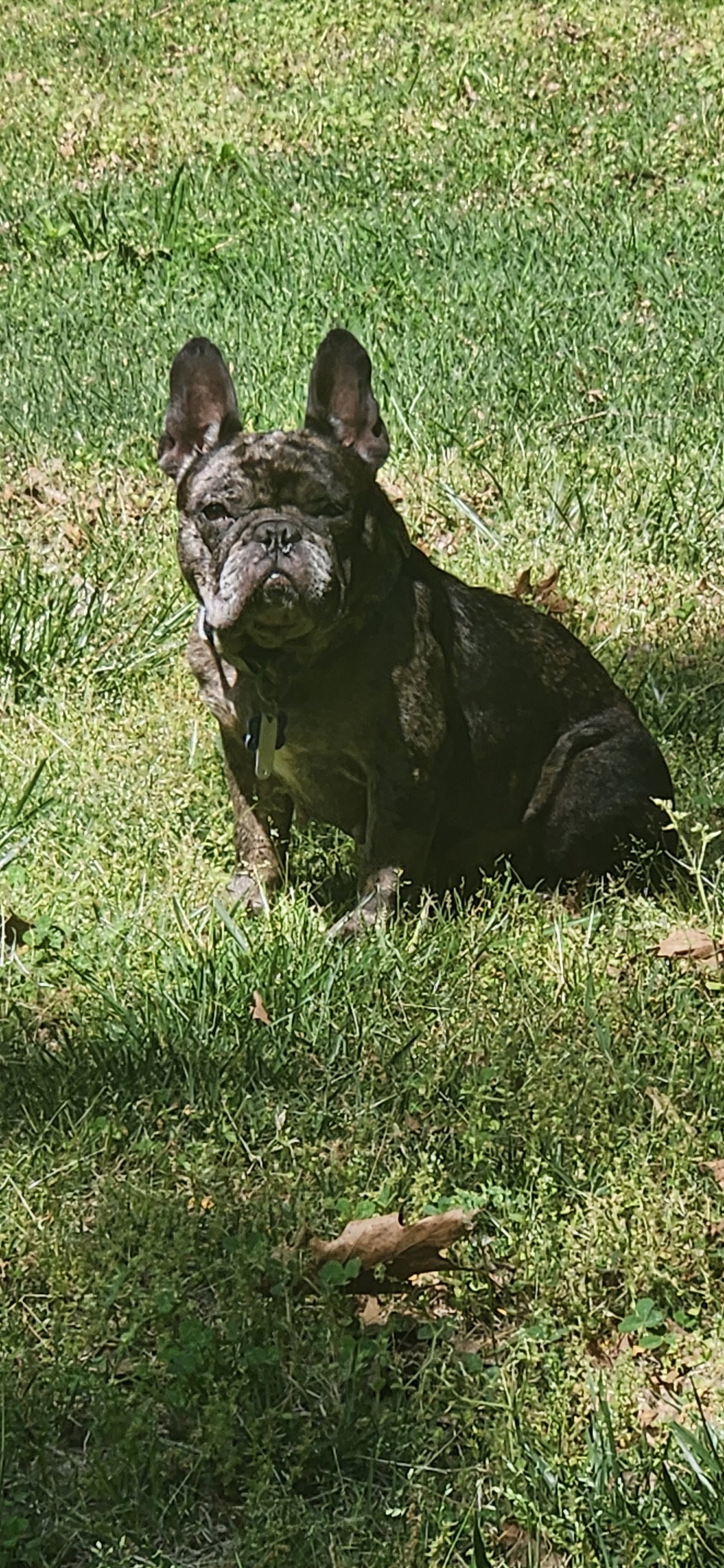 Bonnie - French Bulldog