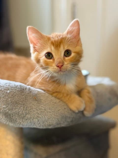 Carrot - Domestic Short Hair