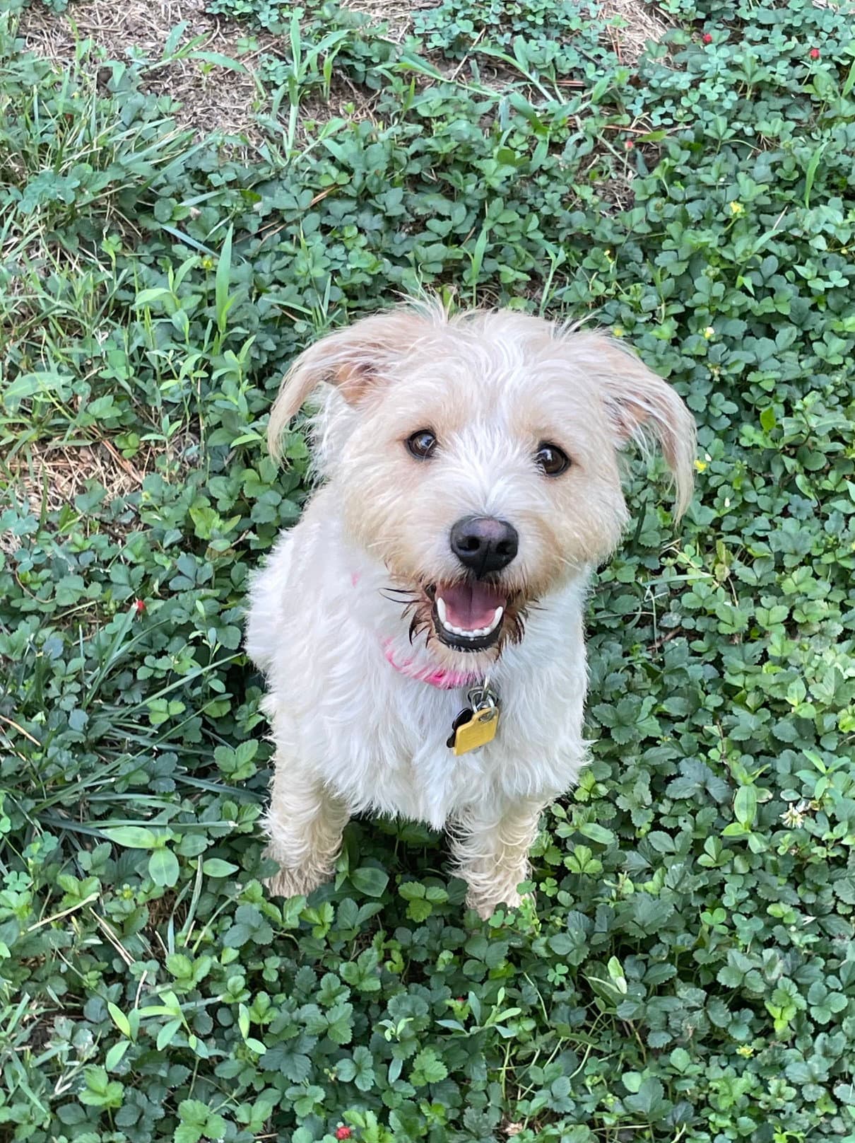 Milli - Terrier