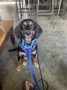 Maggie image 1