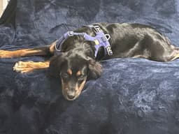 Maggie image 2