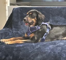 Maggie image 3