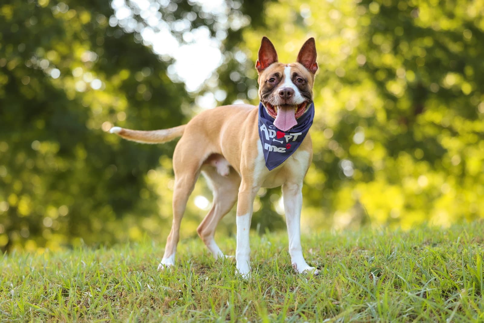 Bean - American Staffordshire Terrier