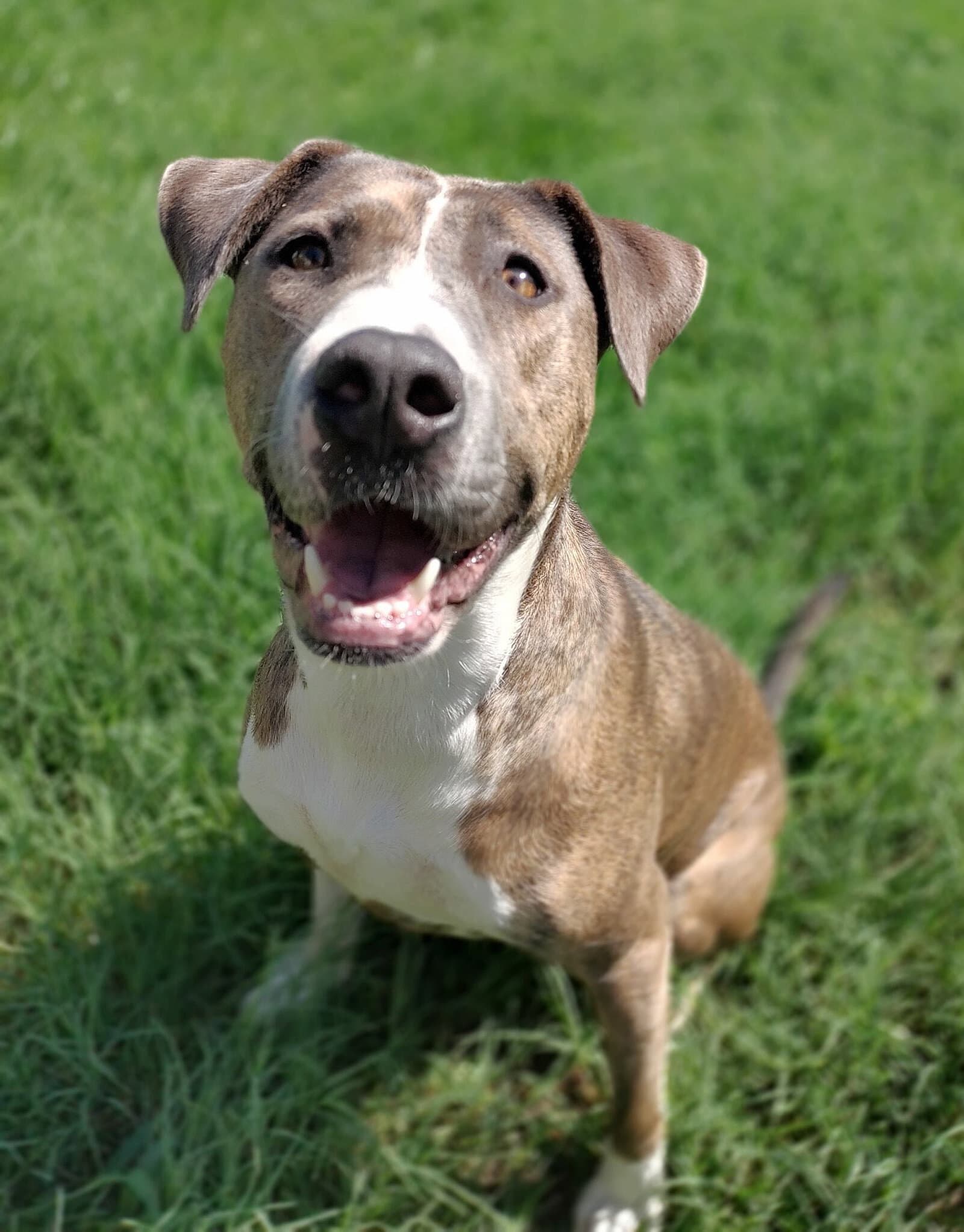 Xena - American Staffordshire Terrier