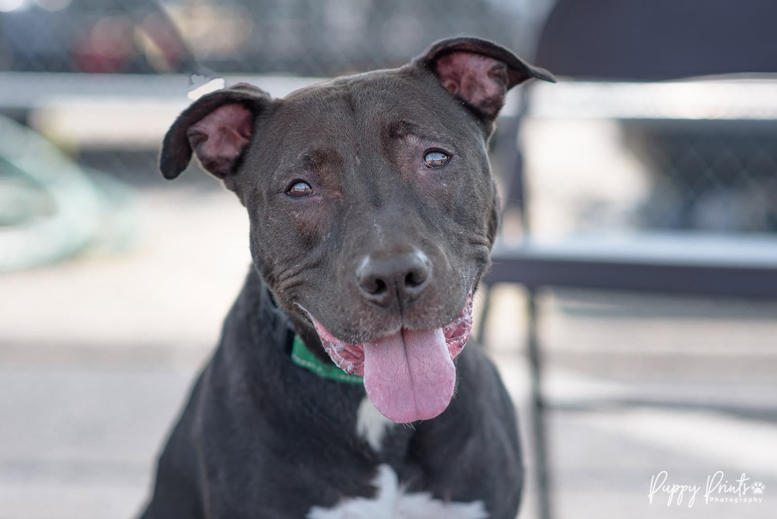 Lilo - American Staffordshire Terrier
