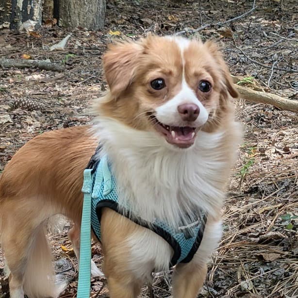 Pippi - Chihuahua