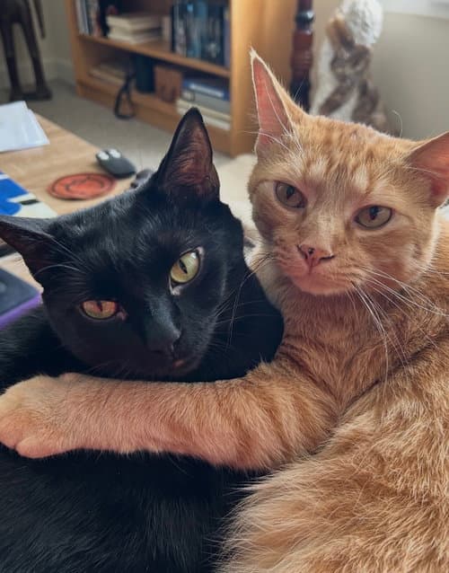 Baldur - Domestic Short Hair