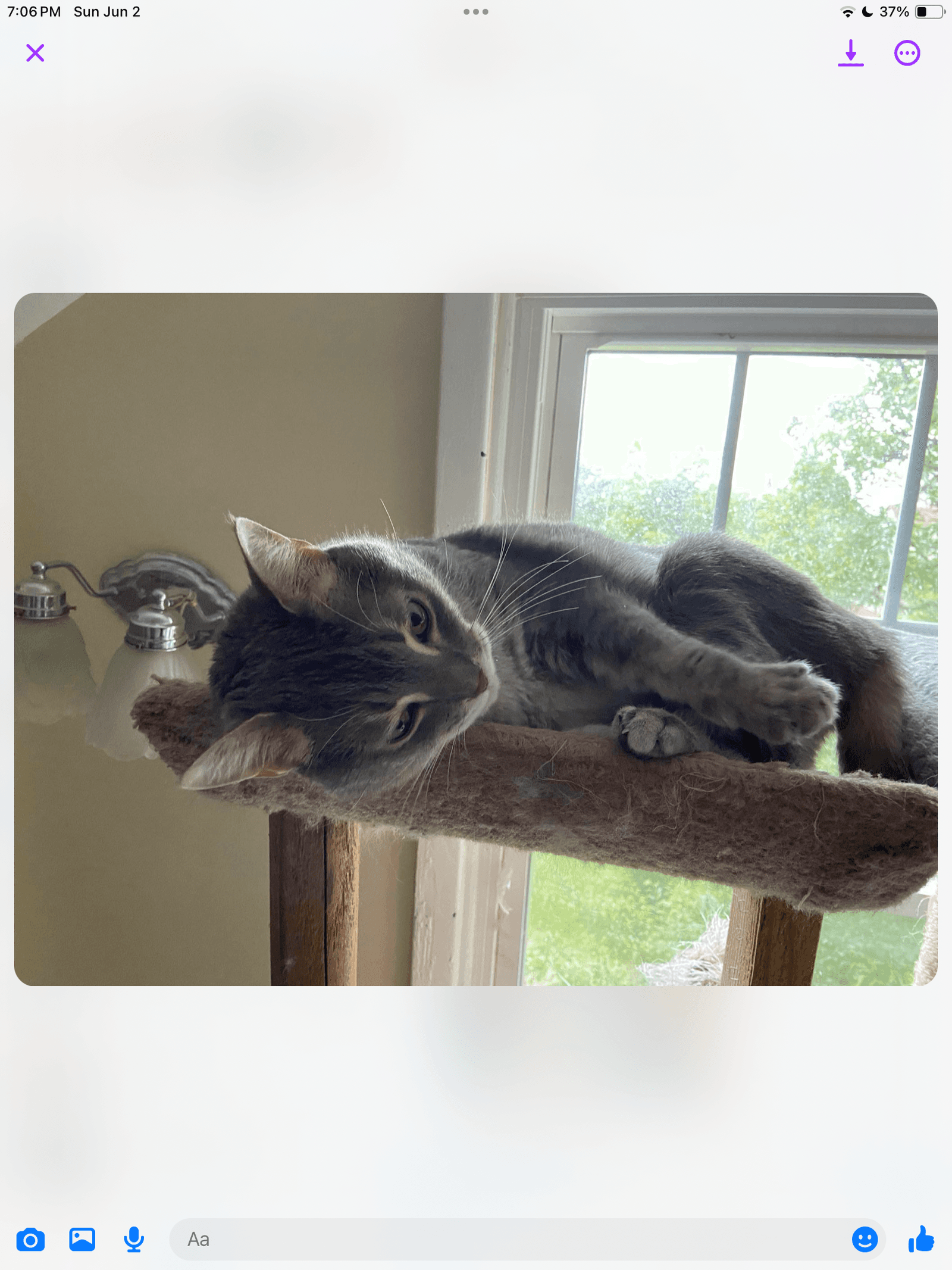 Reilly - Domestic Short Hair