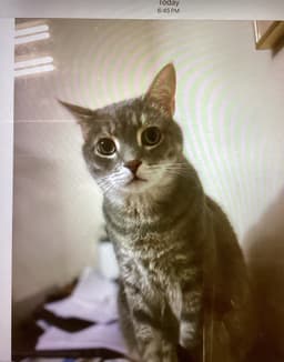 Reilly image 4