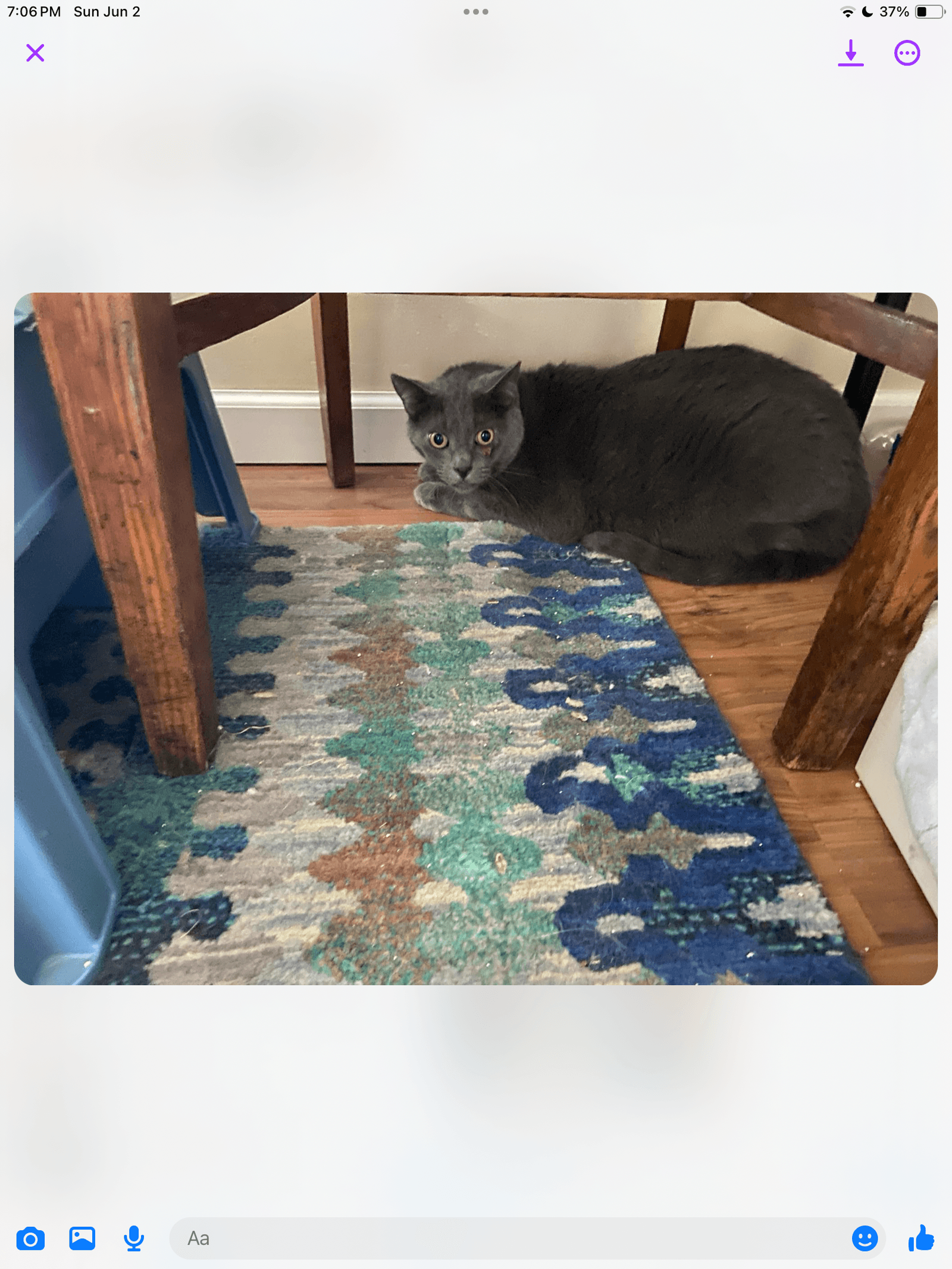Bennie - Domestic Short Hair
