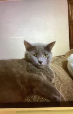 Bennie image 2