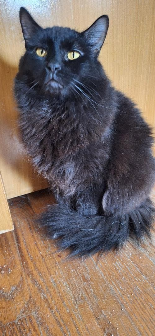 Snickers - Domestic Medium Hair