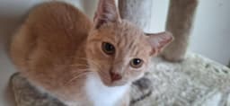 Sammy image 1