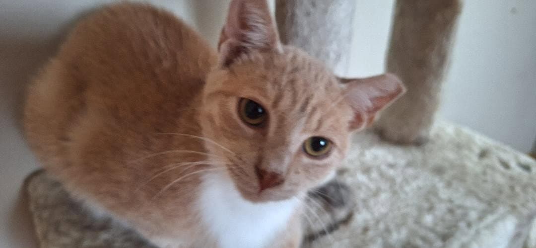 Sammy - Domestic Short Hair
