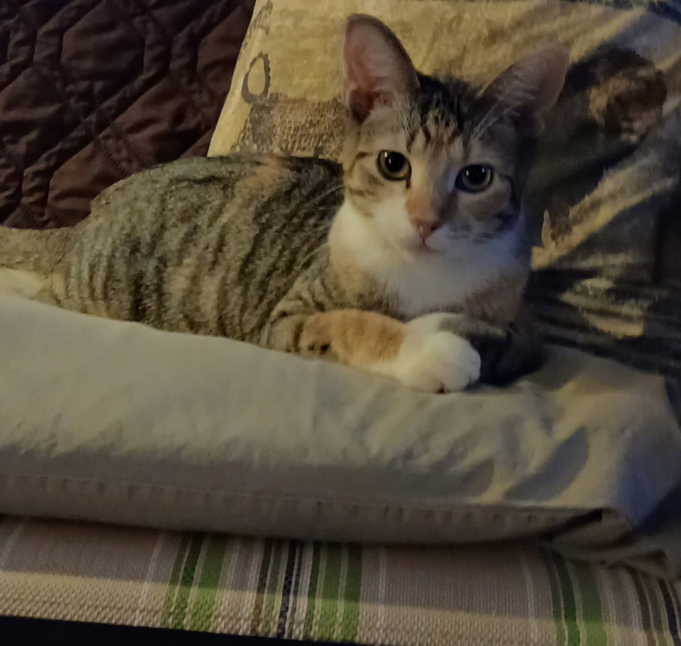 Leta - Domestic Short Hair