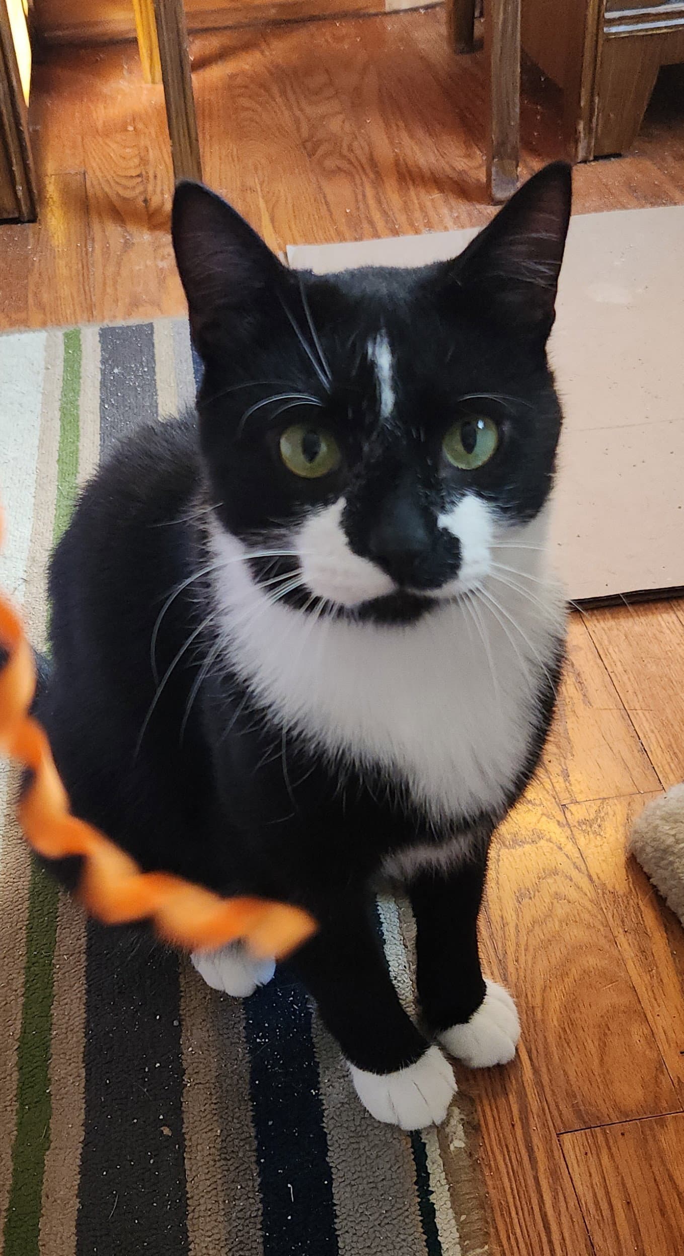 Ruggles - Domestic Short Hair