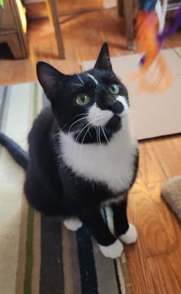 Ruggles image 2