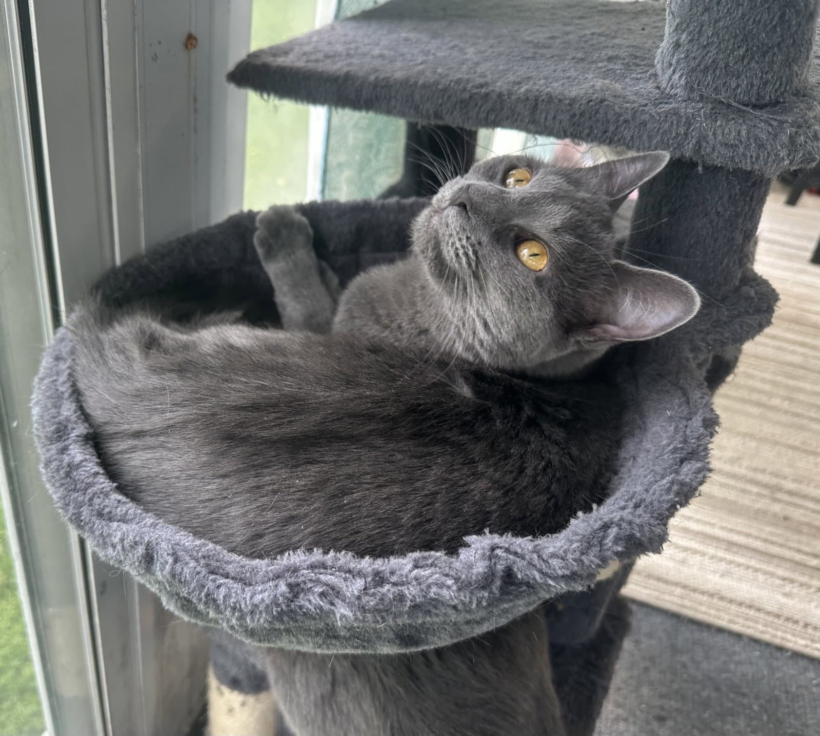 Cleo - Domestic Short Hair