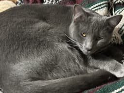 Tinsel image 1