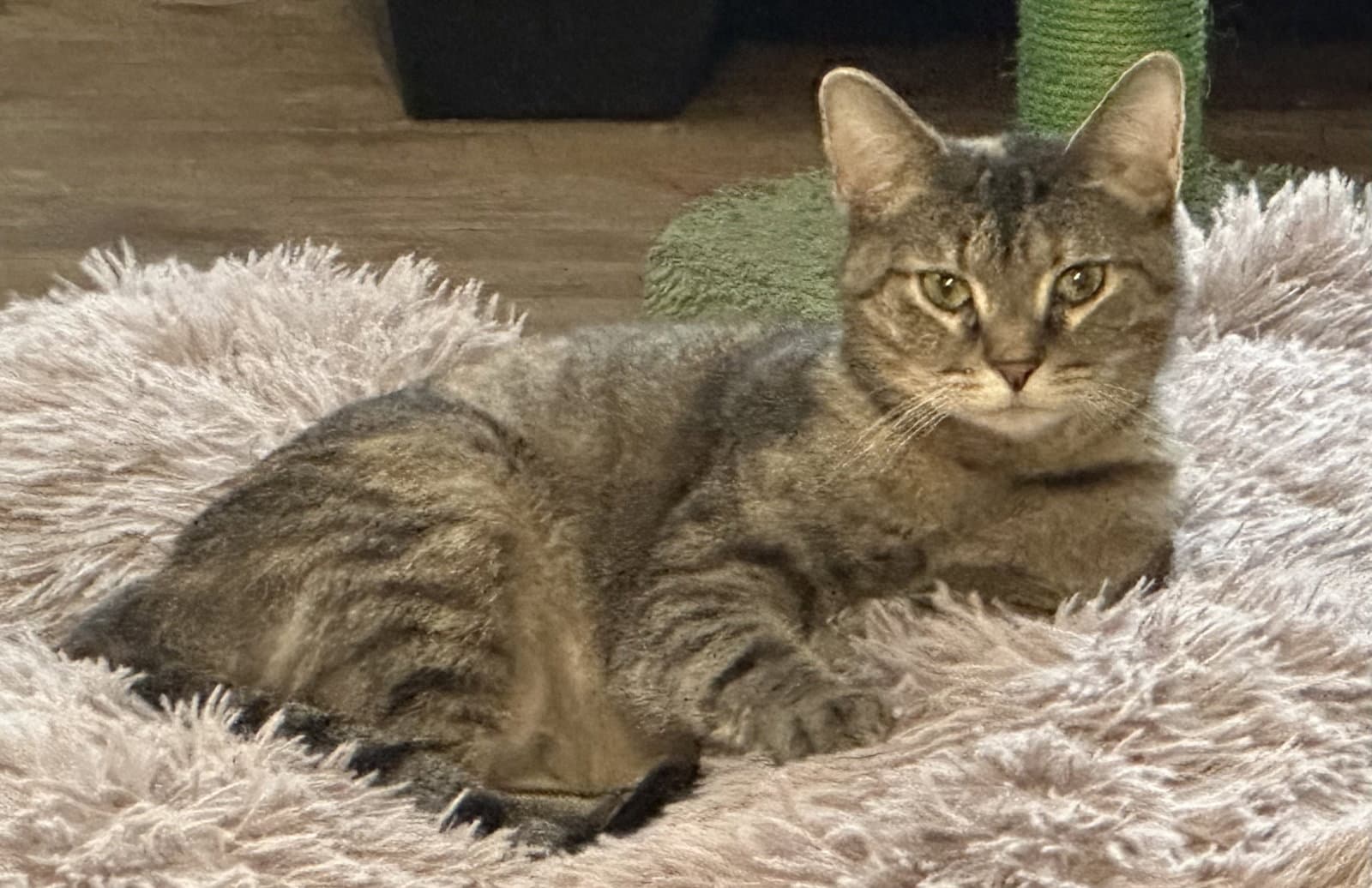 Katness - Domestic Short Hair
