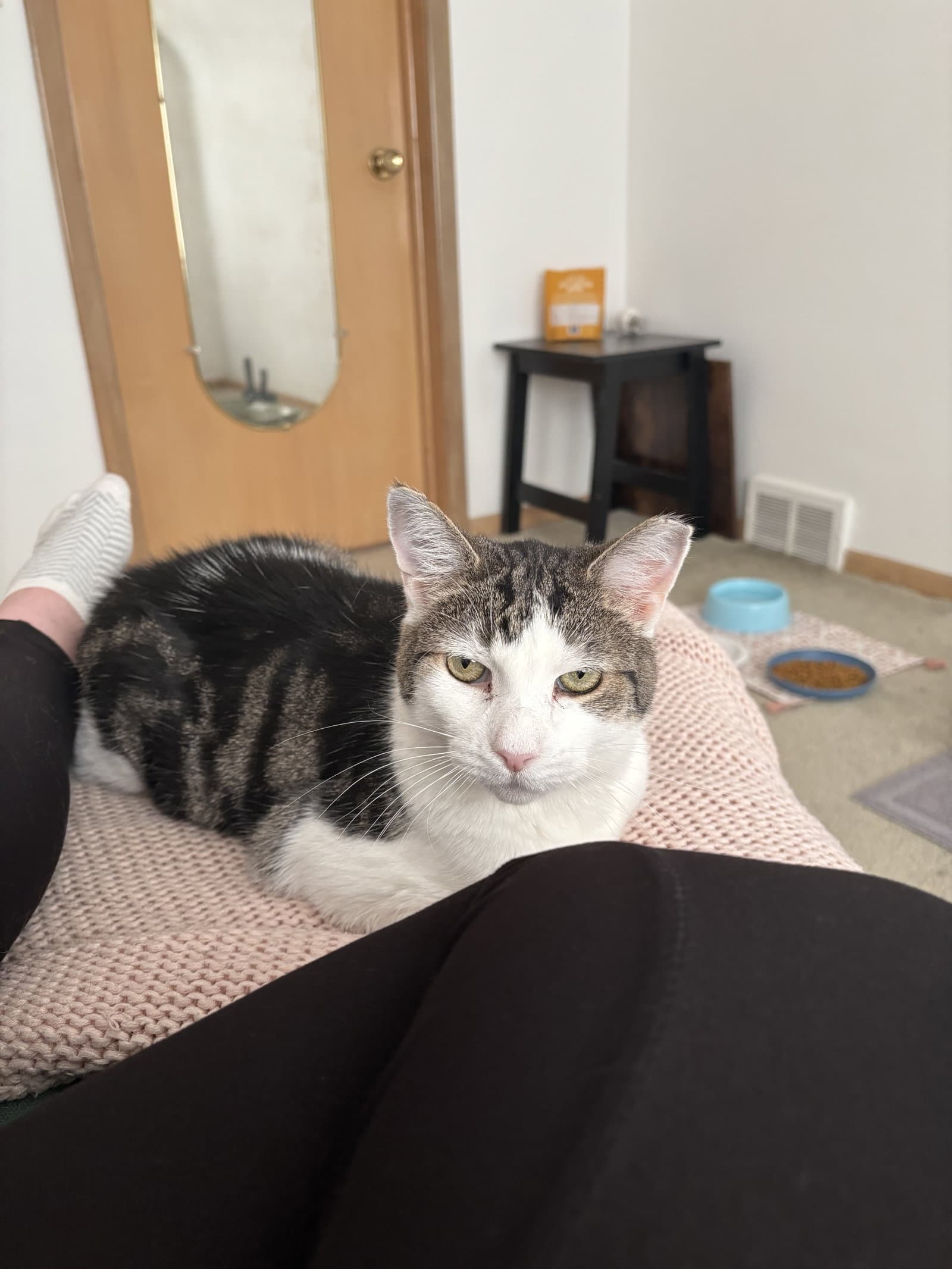 Elmo - Domestic Short Hair