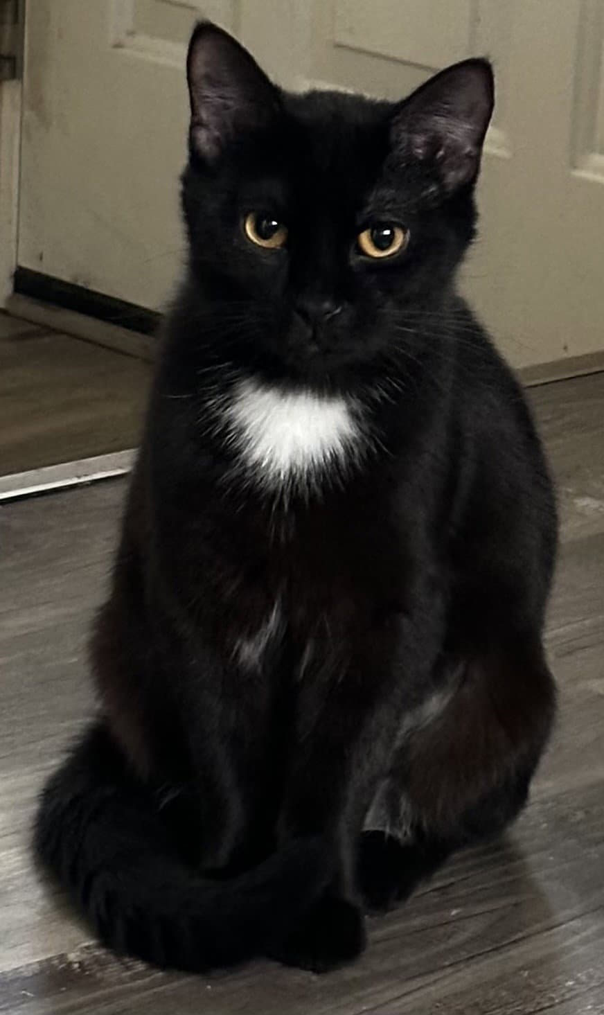 Jasmine - Domestic Short Hair