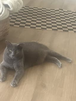 Kibbles image 1
