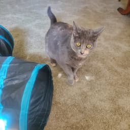 Angel Front Pay Declaw image 1