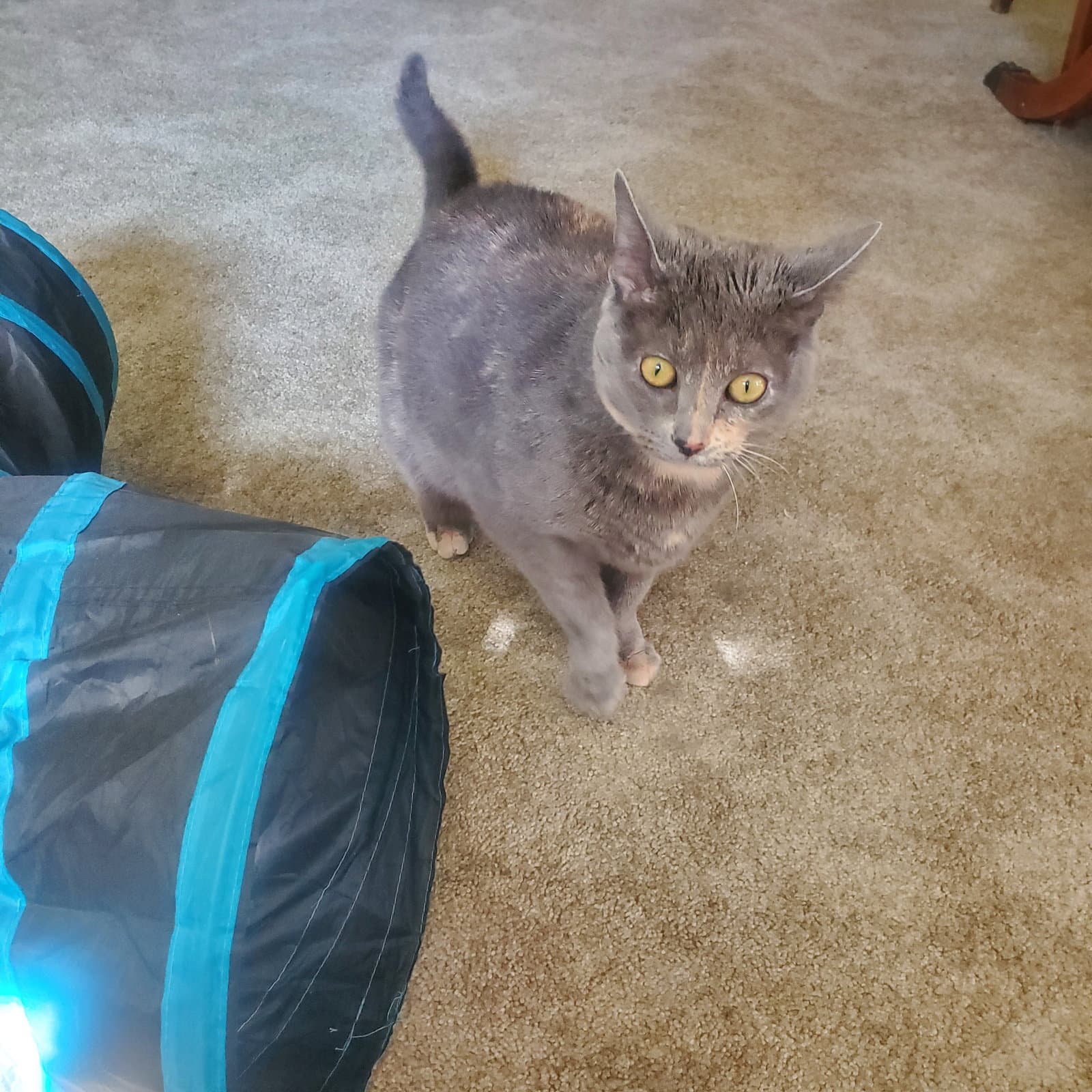 Angel Front Pay Declaw - Domestic Short Hair