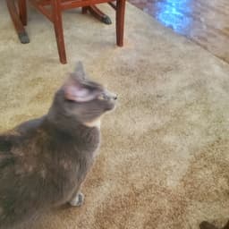 Angel Front Pay Declaw image 2