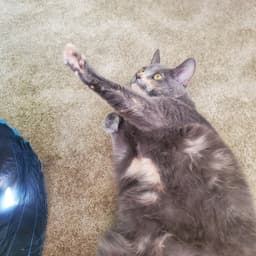 Angel Front Pay Declaw image 3