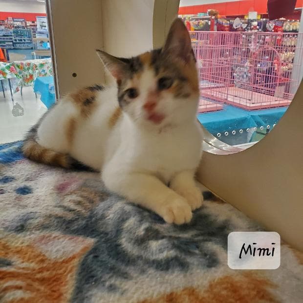 Mimi - Domestic Medium Hair