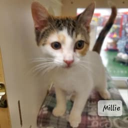 Millie image 1